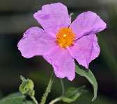 Cistus creticus