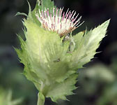 Cirsium oleraceum