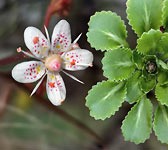 Saxifraga umbrosa