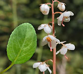 Pyrola rotundifolia