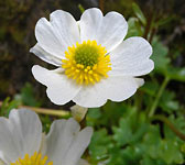 Ranunculus alpestris