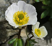 Ranunculus glacialis