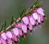 Erica carnea (Herbacea)