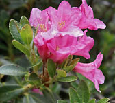 Rhododendron hirsutum