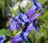 Gentiana asclepiadea