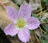 Geranium cinereum