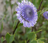 Globularia alypum