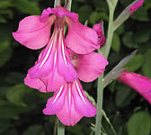 Gladiolus communis subsp. byzantinus