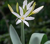 Pancratium illyricum