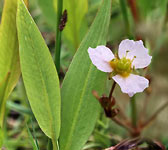 Alisma lanceolatum