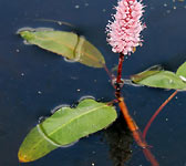 Polygonum amphibium