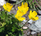 Ranunculus montanus