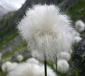 Eriophorum scheuchzeri