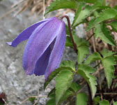 Clematis alpina