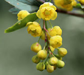 Berberis vulgaris