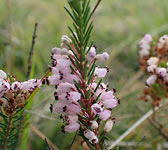 Erica vagans