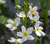 Hottonia palustris