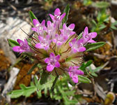 Scabiosa stellata