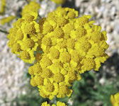 Achillea tomentosa