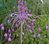 Allium carinatum