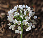 Allium neapolitanum