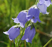 Campanula barbata