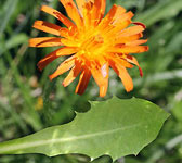 Crepis aurea