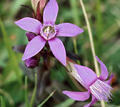 Gentianella germanica