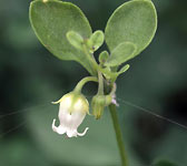 Salpichroa origanifolia