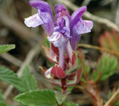 Scutellaria alpina