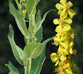 Verbascum lychnitis 