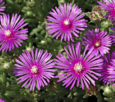 Delosperma cooperi