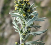 Artemisia genipi