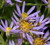 Aster tripolium