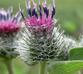 Arctium tomentosum