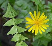 Aposeris foetida