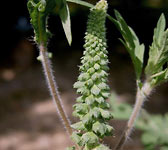 Ambrosia artemisiifolia