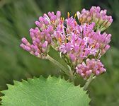 Adenostyles alpina (glabra)