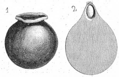 Gravure de la poire d'un scarabée sacré.