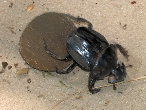 Scarabée sacré qui roule sa boule en Afrique du Sud