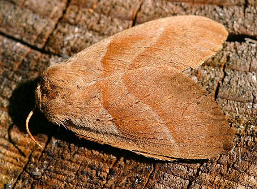 La Livrée, un papillon de nuit de la famille des Phalènes