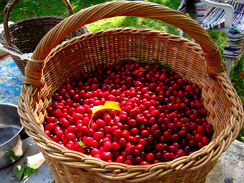 panier de cornouilles