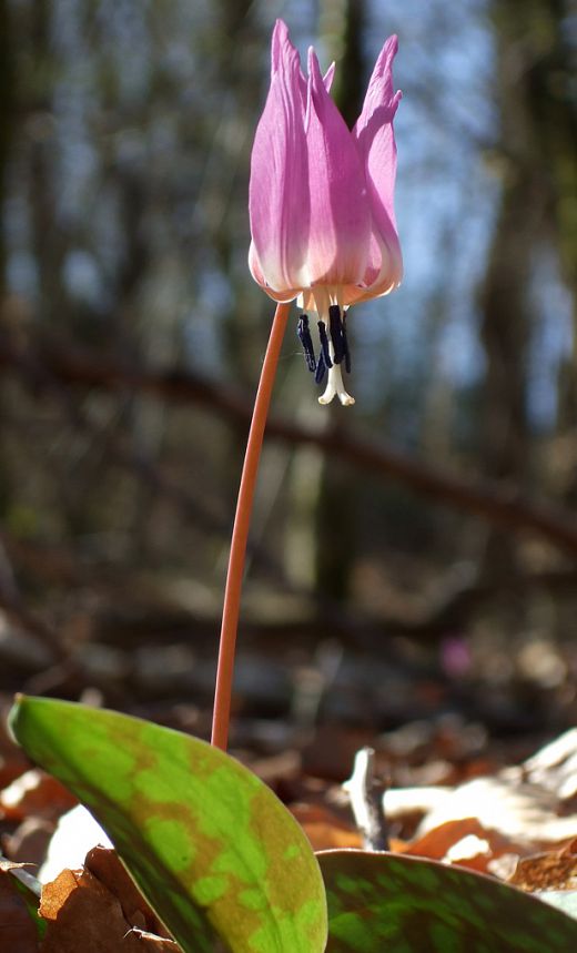 Erythronium Dens-canis