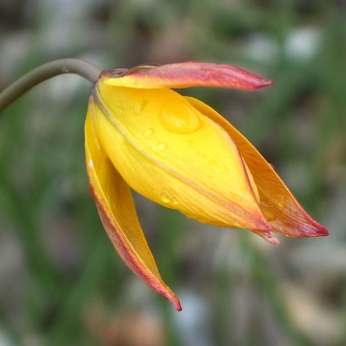 fleur de tulipe australe fleur de tulipe australe