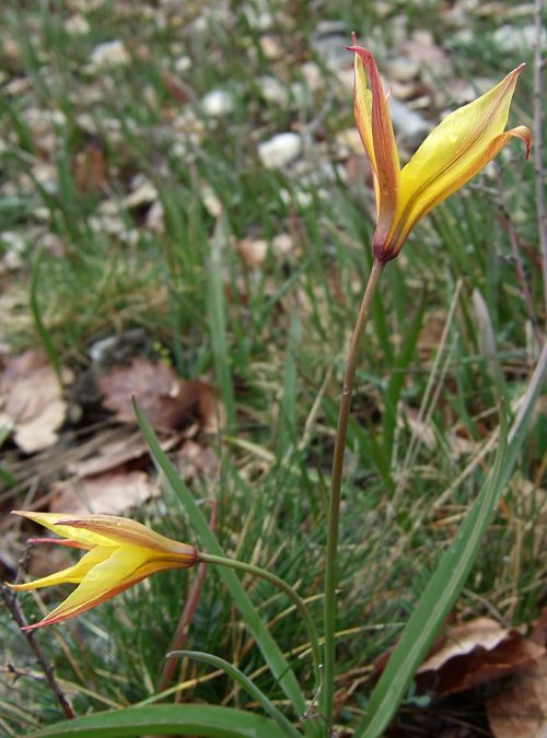 Fleurs de Tulipes australes Fleurs de Tulipes australes