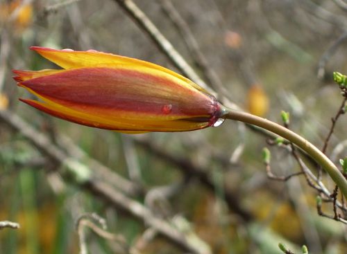 fleur de tulipe australe