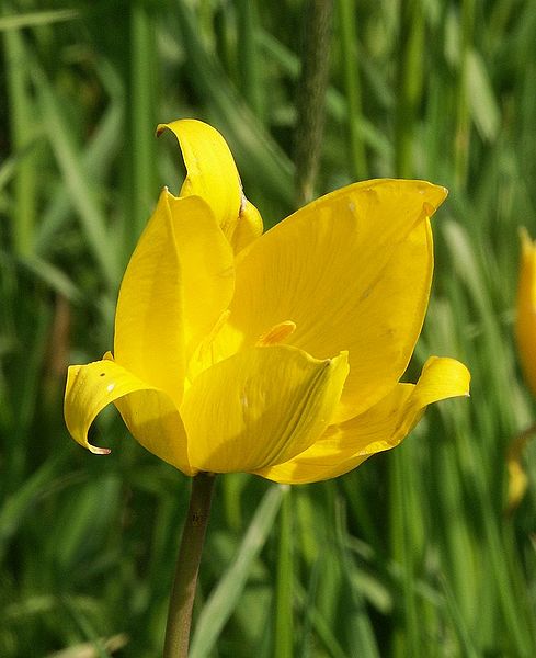 Fleur de tulipe sylvestre