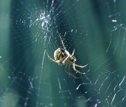 araignée épeire dans sa toile araignée épeire dans sa toile