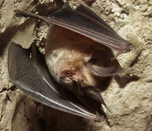 chauve souris - grand rhinolophe