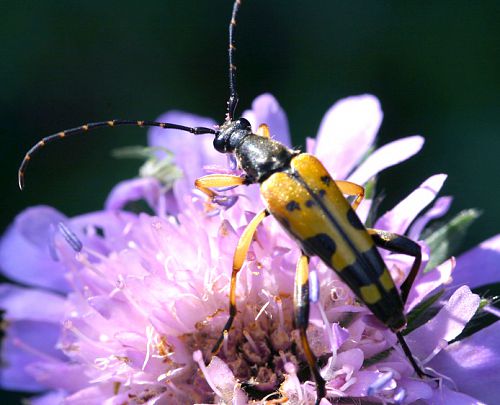 leptura maculata sur une fleur de scabieuse